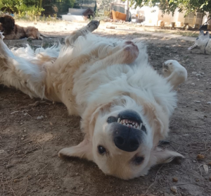 Iro Zorro Dogsavior Aug26 3
