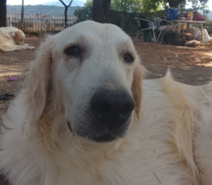 Iro Zorro Dogsavior Aug26 4