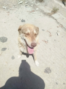 Katerina Zorro Dogsavior Jun26 1