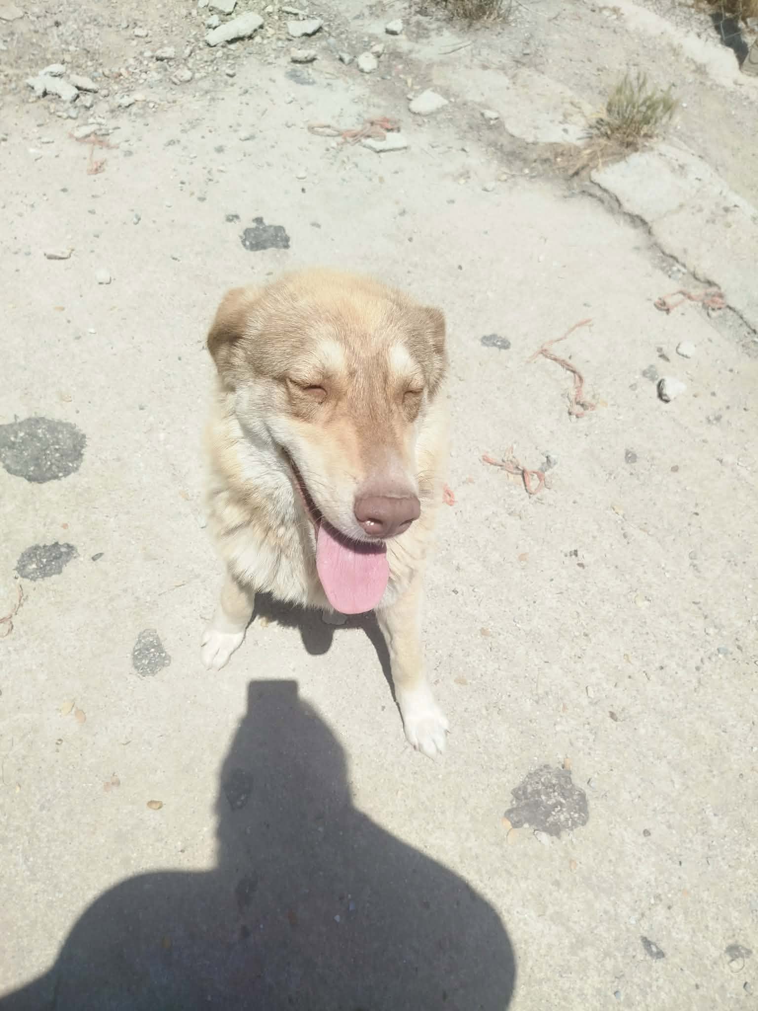Katerina Zorro Dogsavior Jun26 1
