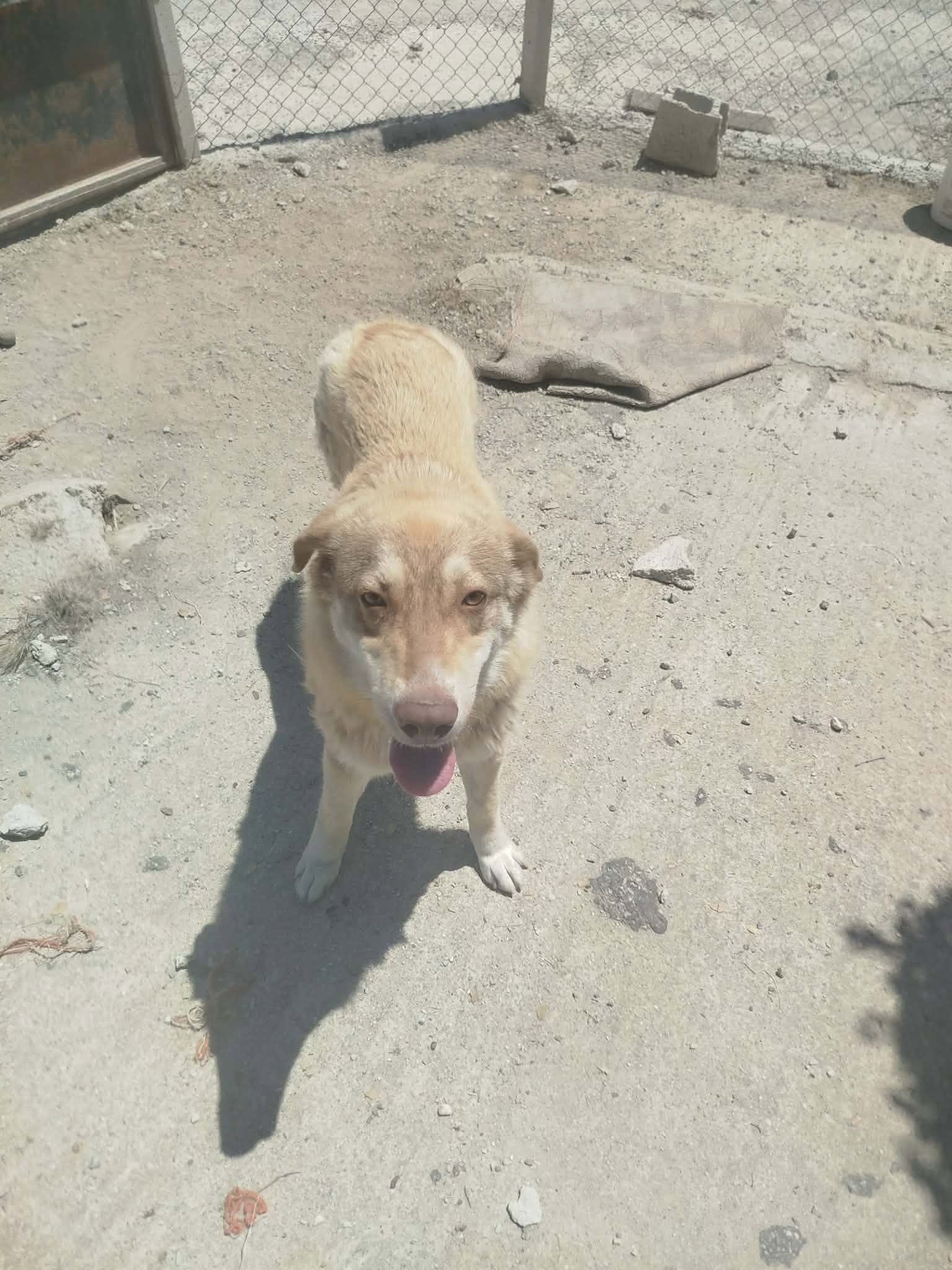 Katerina Zorro Dogsavior Jun26 2