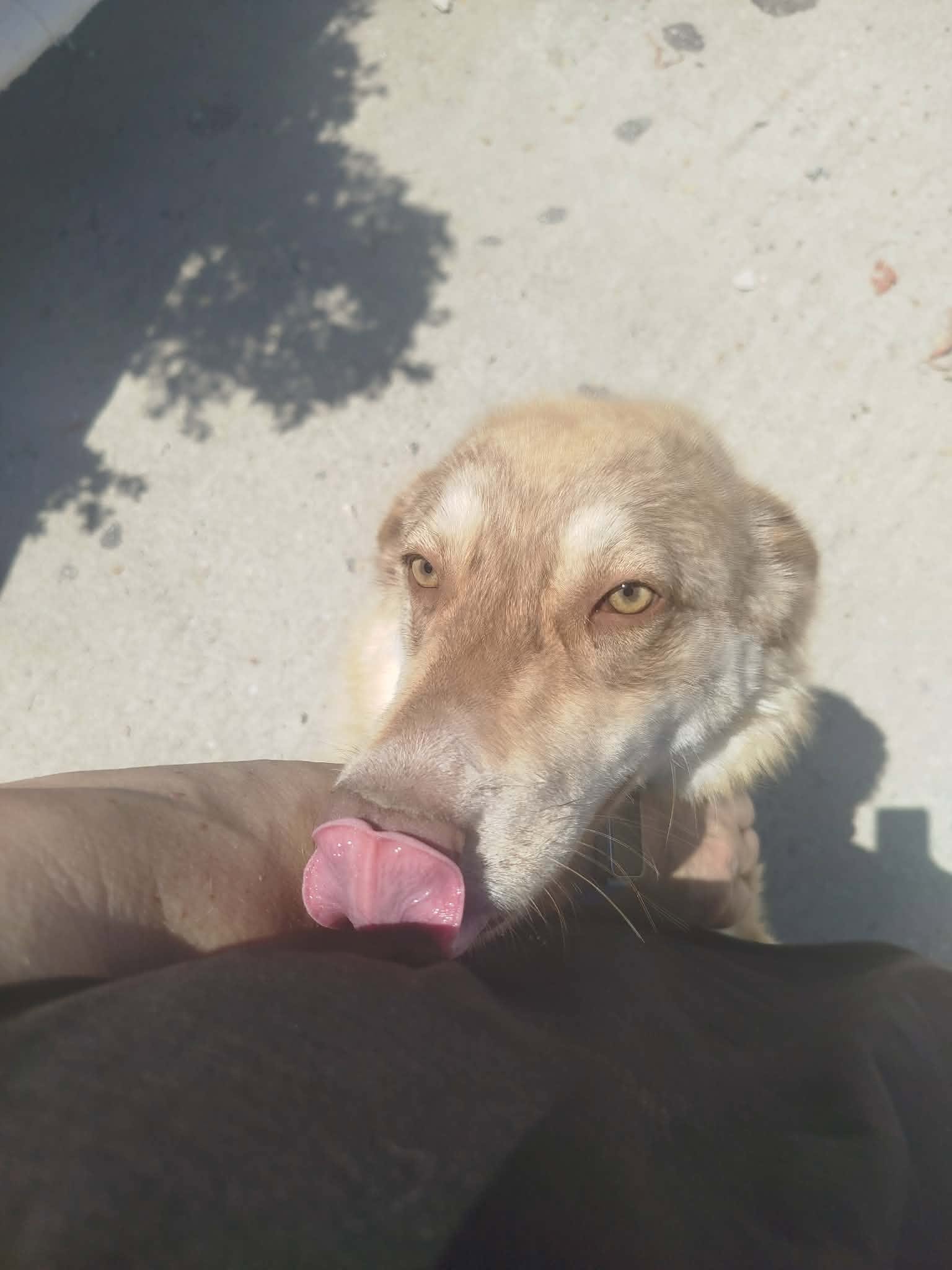 Katerina Zorro Dogsavior Jun26 3