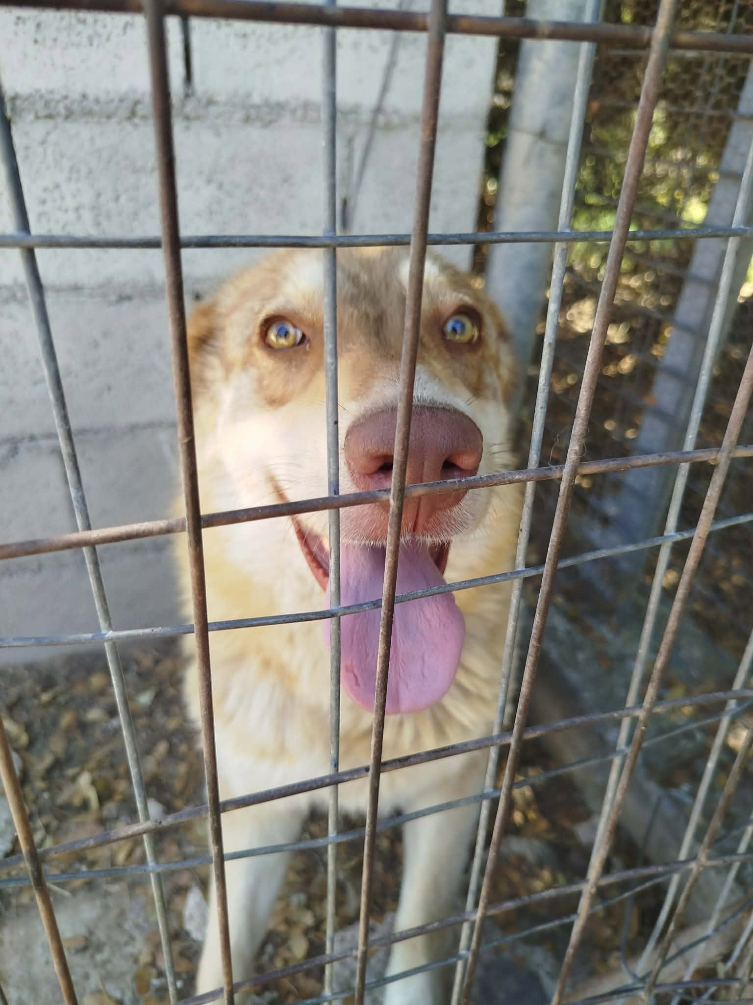 Katerina Zorro Dogsavior Jun26 4