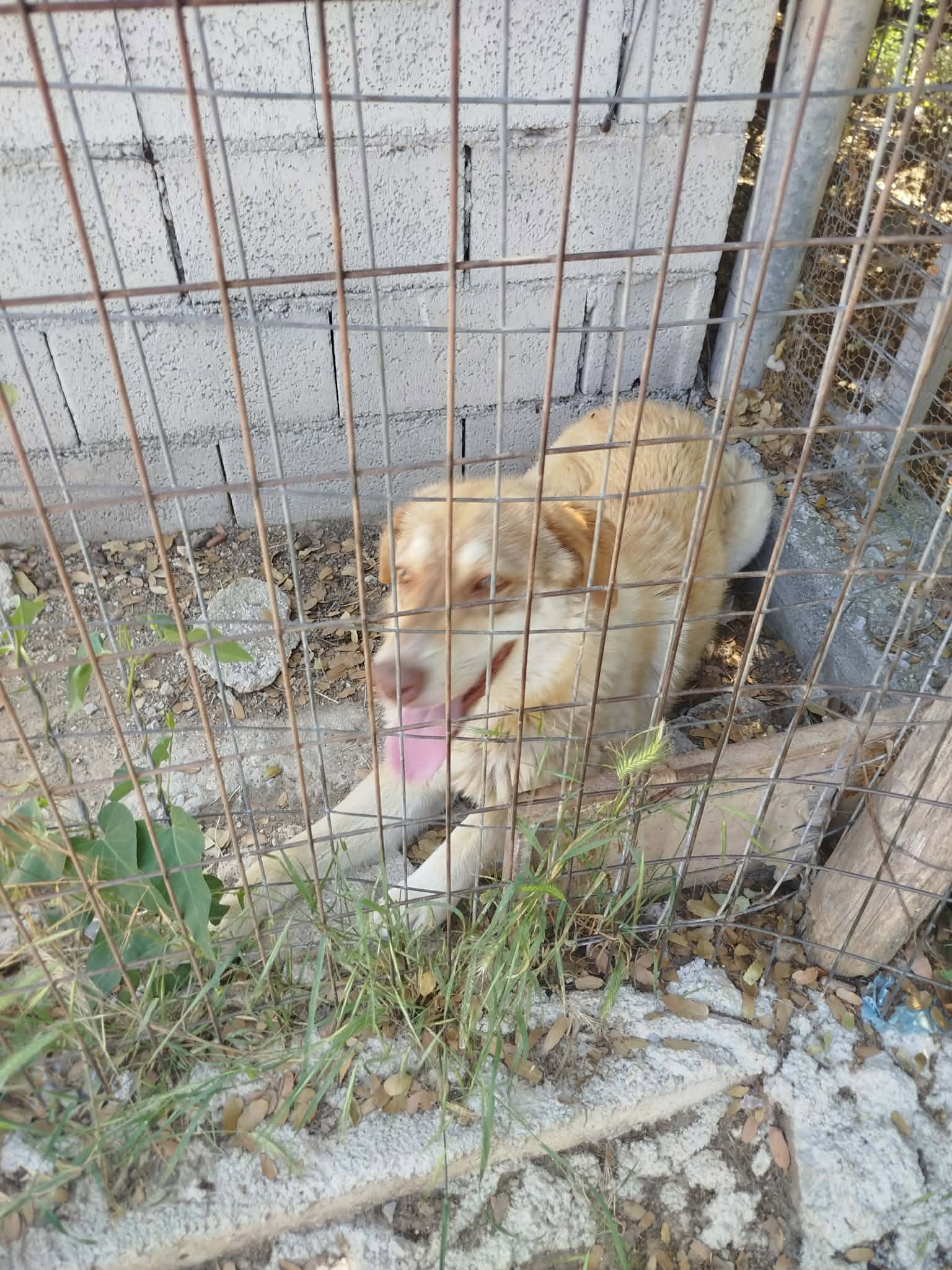 Katerina Zorro Dogsavior Jun26 5