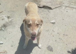 Katerina Zorro Dogsavior Jun26 Beitragsbild