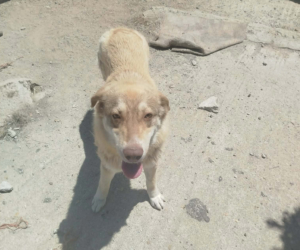Katerina Zorro Dogsavior Jun26 Beitragsbild