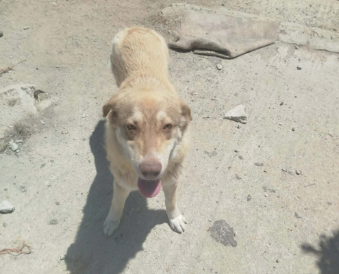 Katerina Zorro Dogsavior Jun26 Beitragsbild