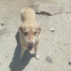 Katerina Zorro Dogsavior Jun26 Beitragsbild
