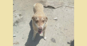 Katerina Zorro Dogsavior Jun26 SocialMedia
