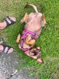 Lara liegt auf dem Rücken auf einer Wiese