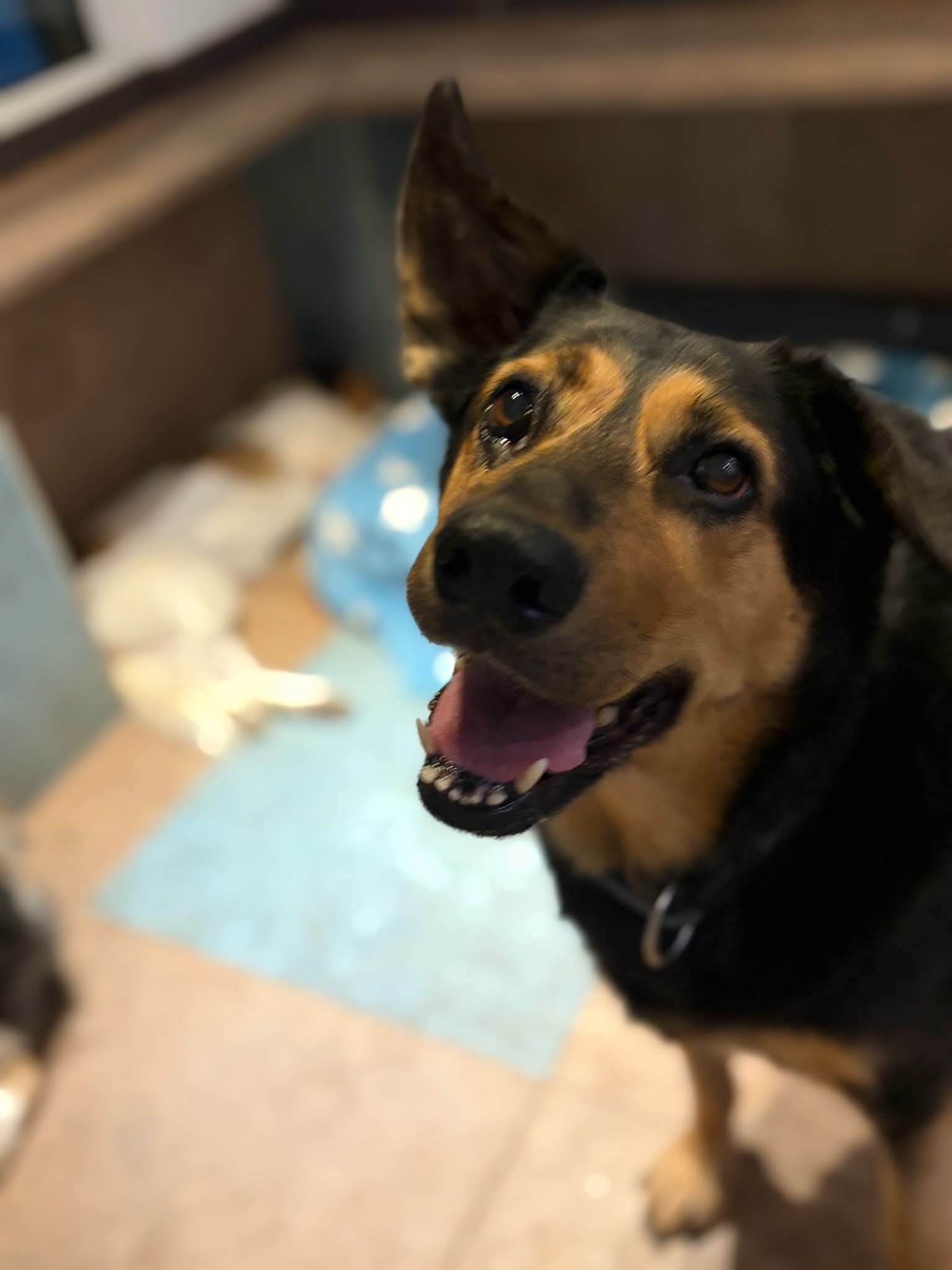 Lucy Zorro Dogsavior Aug26 1 Lucy Zorro Dogsavior Aug26 1