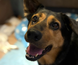 Lucy Zorro Dogsavior Aug26 1 Beitragsbild