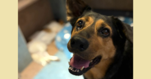 Lucy Zorro Dogsavior Aug26 1 Social Media