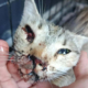 Notfallkatze Zorro Dogsavior Aug26 1 Beitragsbild