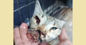 Notfallkatze Zorro Dogsavior Aug26 1 Social Media
