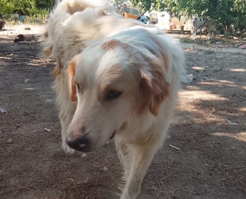 Pippa Zorro Dogsavior Aug26 1
