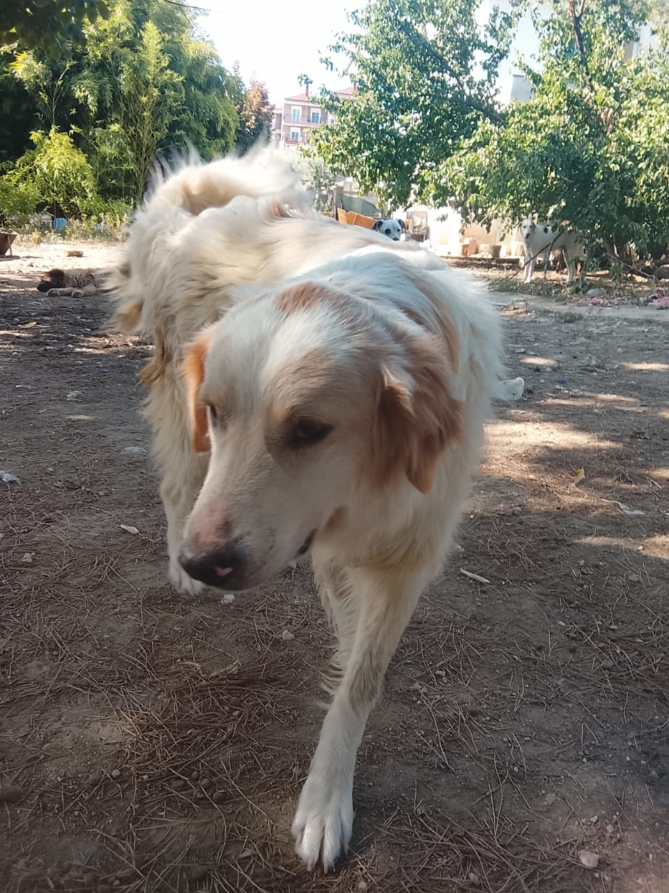 Pippa Zorro Dogsavior Aug26 1