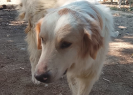 Pippa Zorro Dogsavior Aug26 1 Beitragsbild