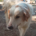 Pippa Zorro Dogsavior Aug26 1 Beitragsbild