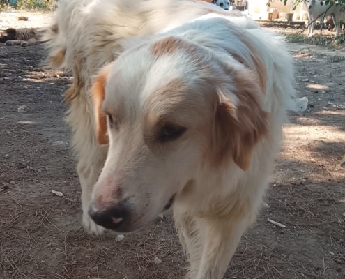 Pippa Zorro Dogsavior Aug26 1 Beitragsbild