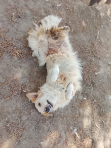 Pippa Zorro Dogsavior Aug26 2