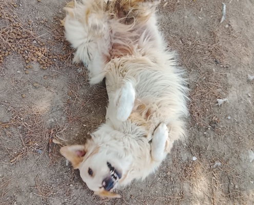 Pippa Zorro Dogsavior Aug26 2