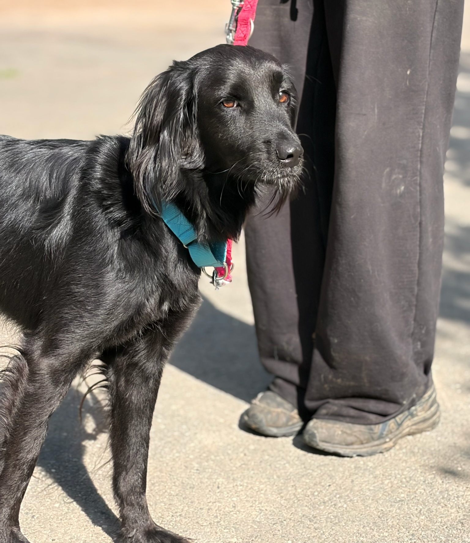 Pollux Zorro Dogsavior Okt26 2