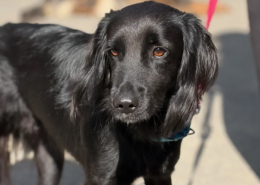 Pollux Zorro Dogsavior Okt26 Beitragsbild
