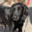 Pollux Zorro Dogsavior Okt26 Beitragsbild