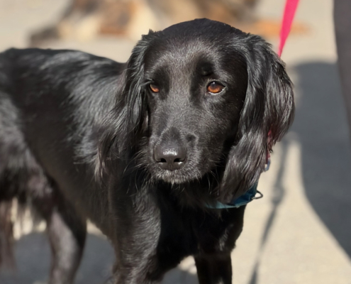 Pollux Zorro Dogsavior Okt26 Beitragsbild