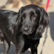 Pollux Zorro Dogsavior Okt26 Beitragsbild