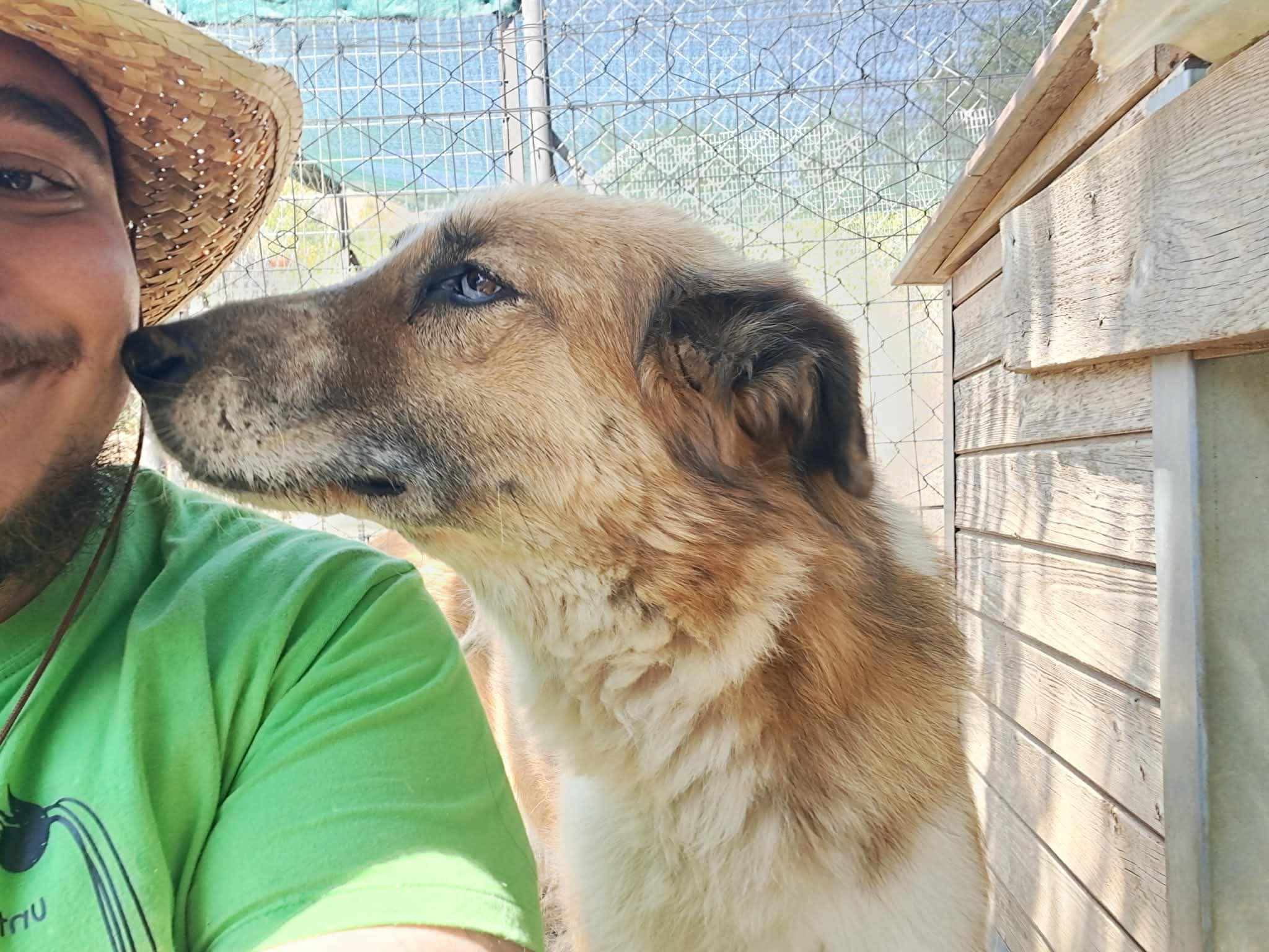 Redi Zorro Dogsavior Aug26 2