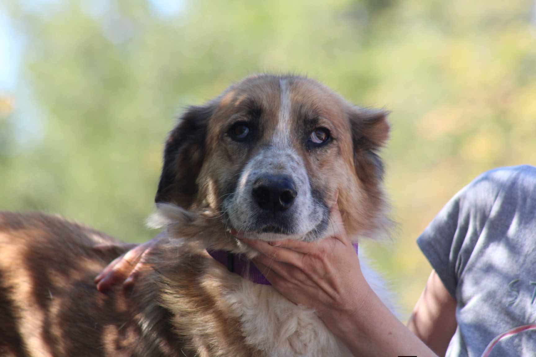 Redi Zorro Dogsavior Aug26 1