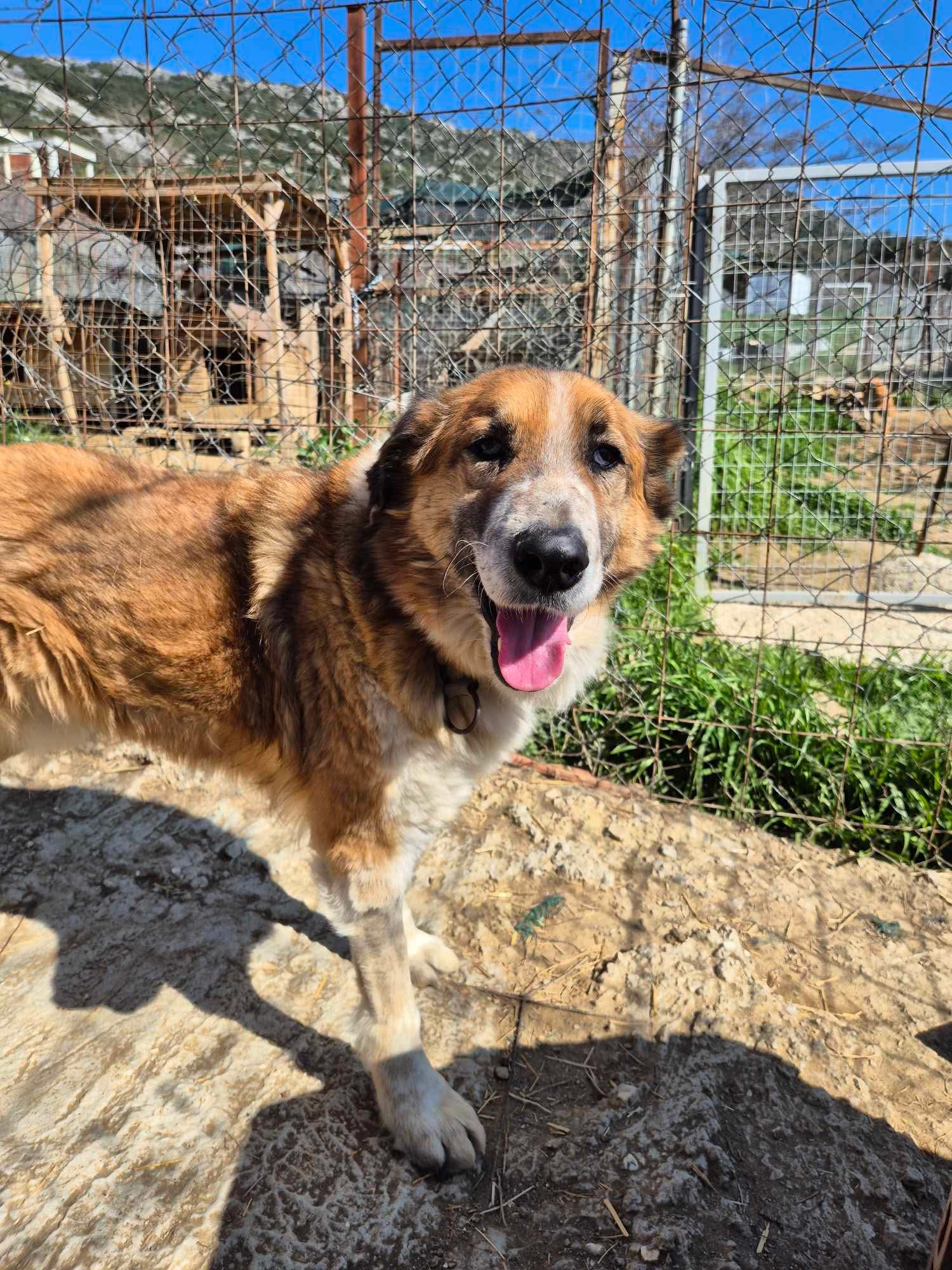 Redi Zorro Dogsavior Aug26 5