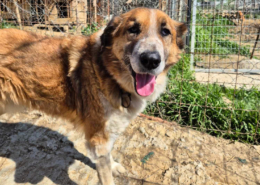 Redi Zorro Dogsavior Aug26 Beitragsbild