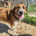 Redi Zorro Dogsavior Aug26 Beitragsbild