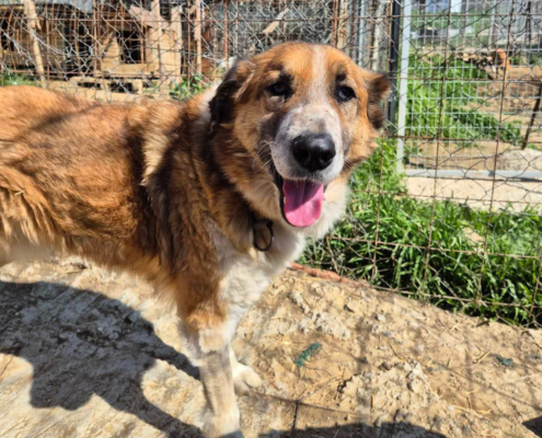Redi Zorro Dogsavior Aug26 Beitragsbild