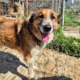 Redi Zorro Dogsavior Aug26 Beitragsbild