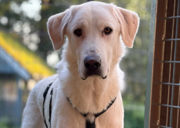Romao Zorro Dogsavior Okt26 Beitragsbild