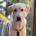 Romao Zorro Dogsavior Okt26 Beitragsbild