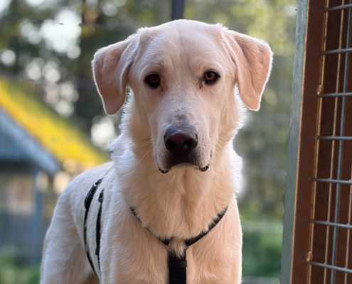 Romao Zorro Dogsavior Okt26 Beitragsbild