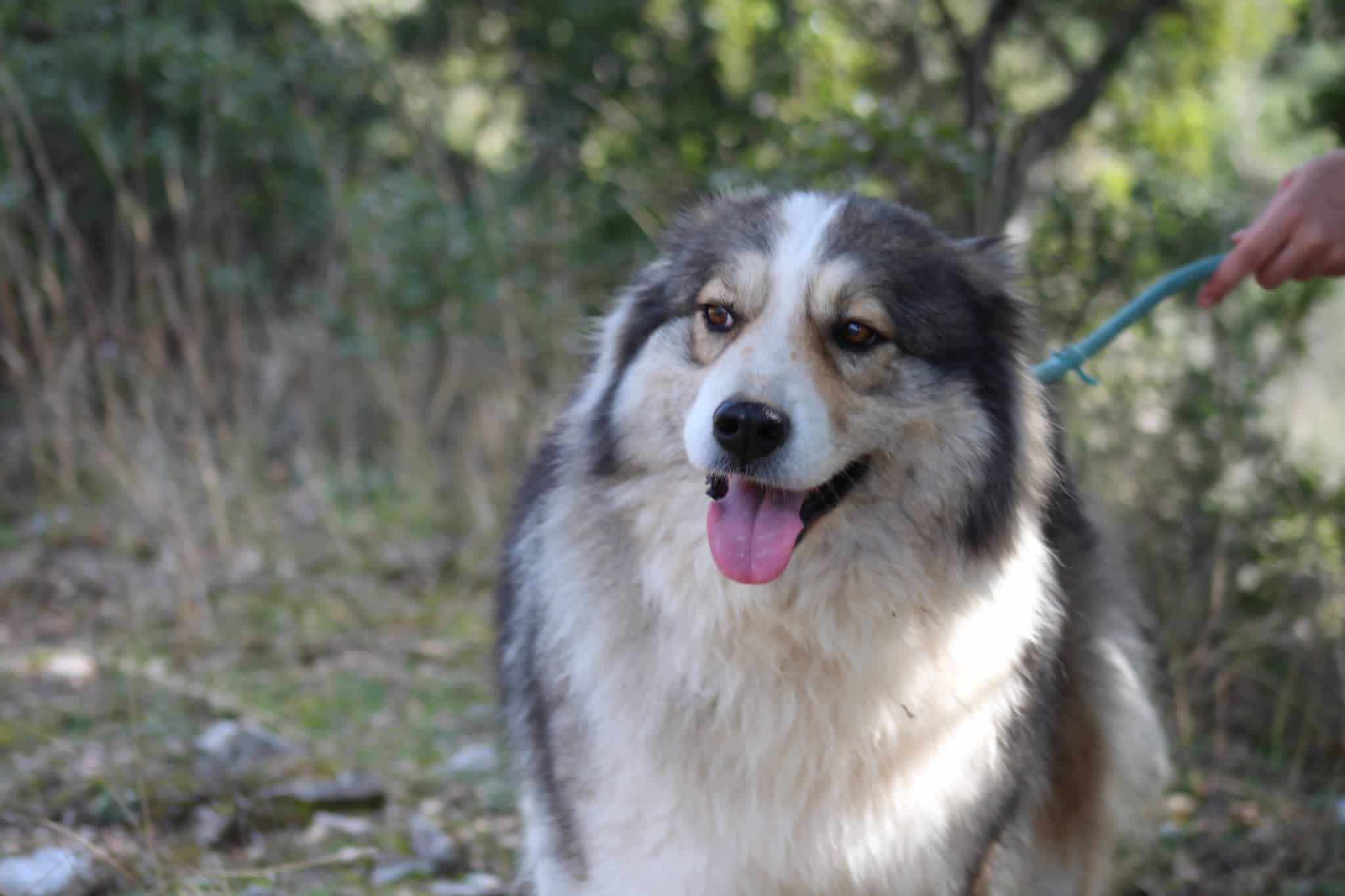 Zoe Zorro Dogsavior Aug26 1