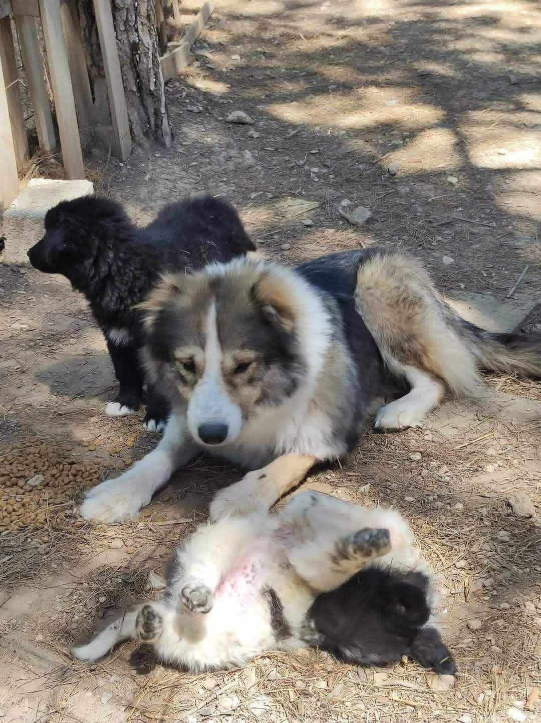 Zoe Zorro Dogsavior Aug26 3