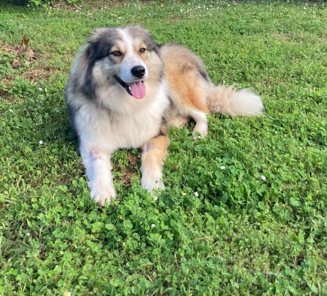 Zoe Zorro Dogsavior Aug26 4