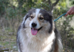 Zoe Zorro Dogsavior Aug26 Beitragsbild