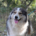 Zoe Zorro Dogsavior Aug26 Beitragsbild