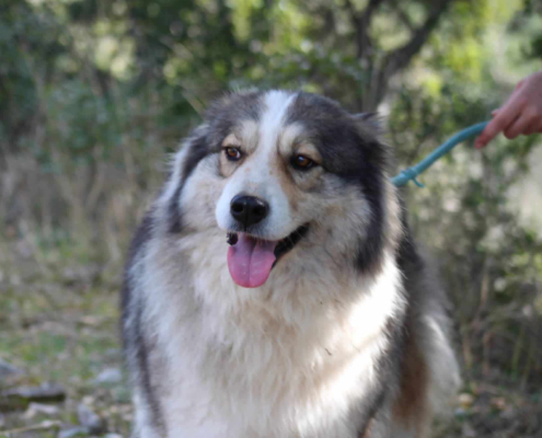 Zoe Zorro Dogsavior Aug26 Beitragsbild