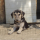 Crepe Zorro Dogsavior Aug26 Beitragsbild