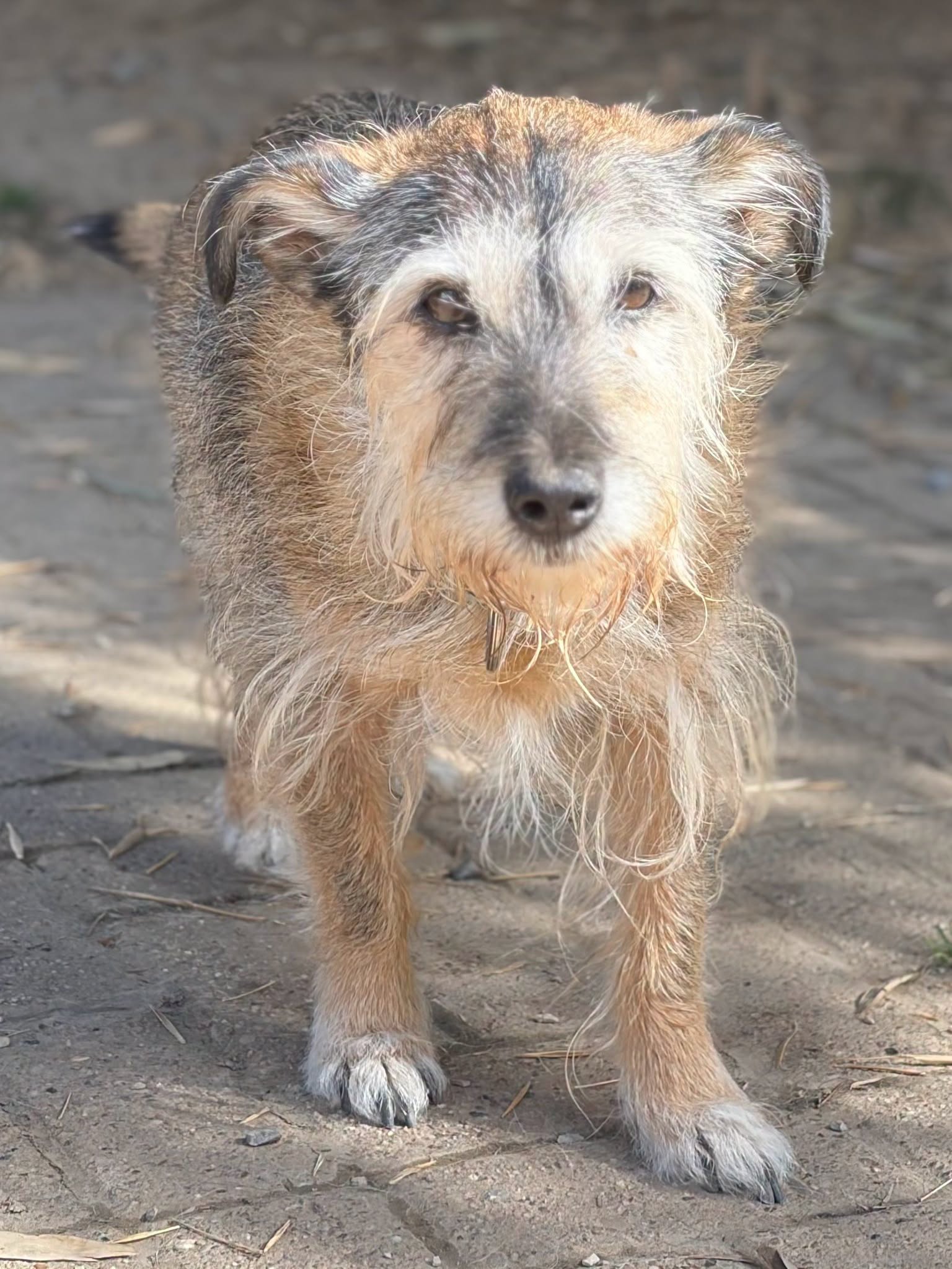 Danny Zorro Dogsavior Aug26 1