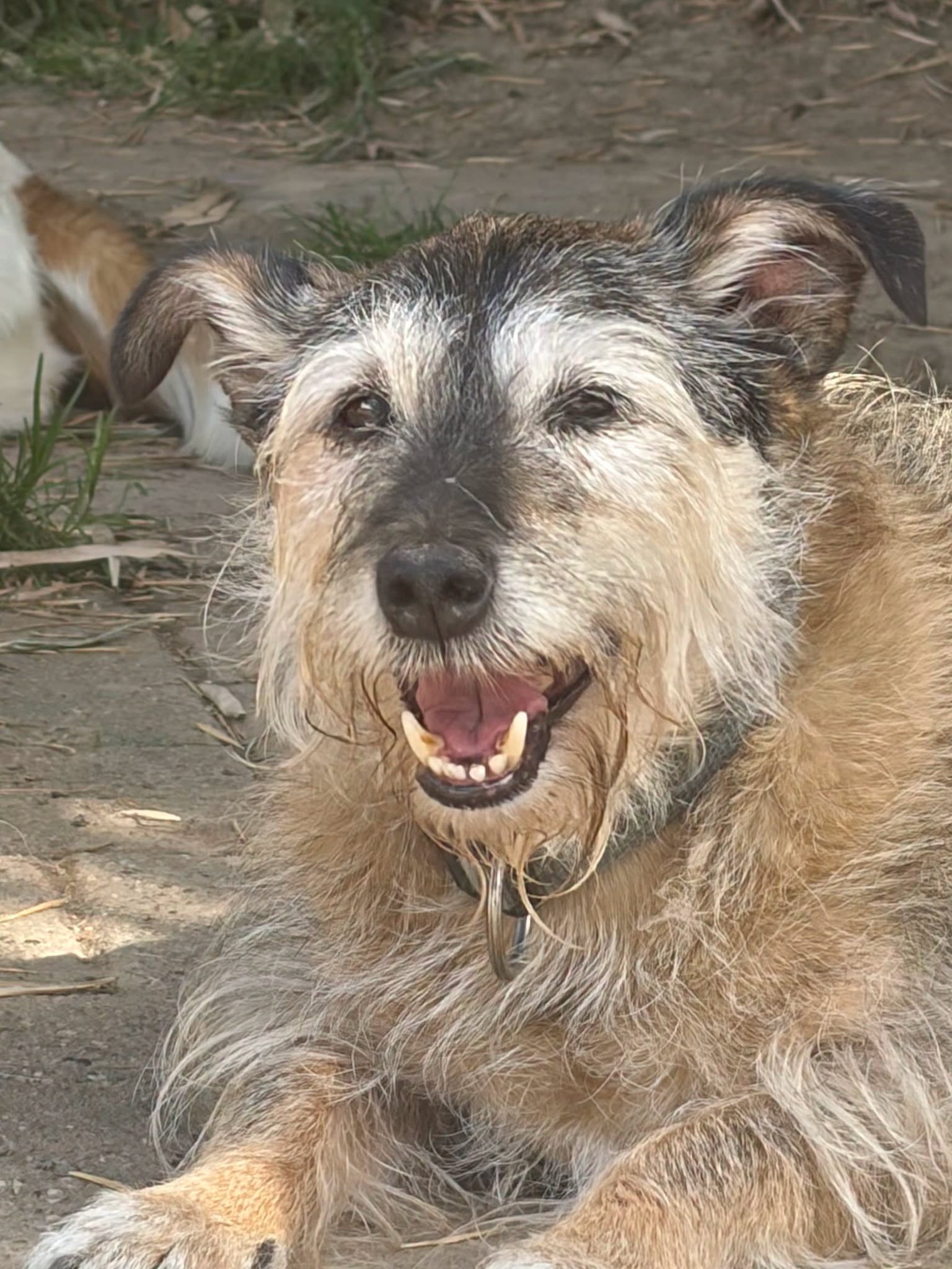Danny Zorro Dogsavior Aug26 2